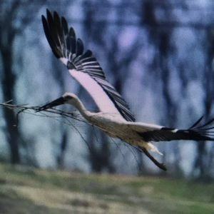 Meet your Posher, Ernesto